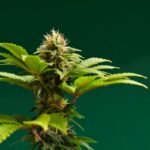 Najmodniejsze odmiany nasion konopi w 2025 roku – co króluje w Europie?