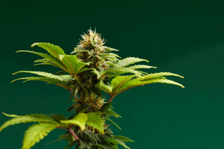 Najmodniejsze odmiany nasion konopi w 2025 roku – co króluje w Europie?