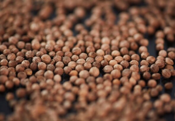 Co oznacza „photo period” w opisie nasion?