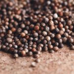 Niemieccy producenci nasion – nowa jakość z centrum Europy?