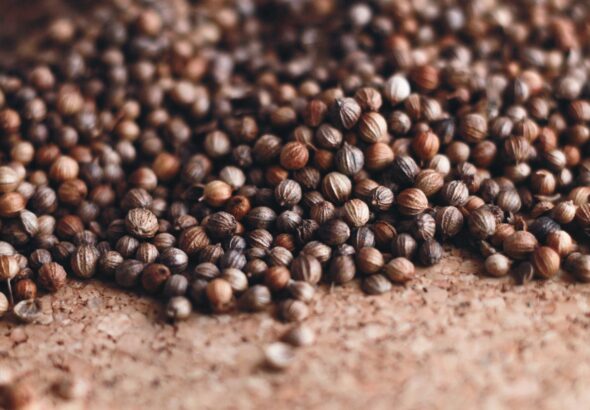 Niemieccy producenci nasion – nowa jakość z centrum Europy?